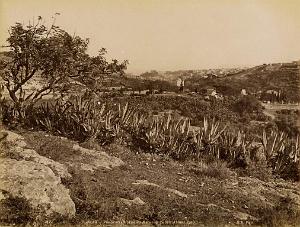 Oran 048